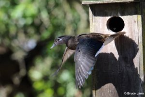 wood-duck-in-flight-2